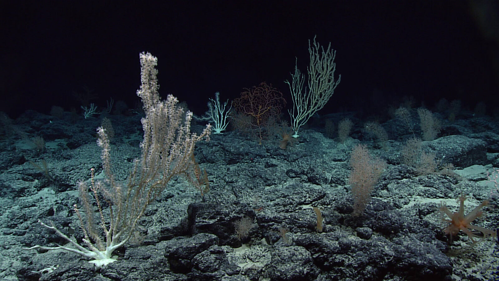 Ocean Census logs 1,121 new marine species in a year