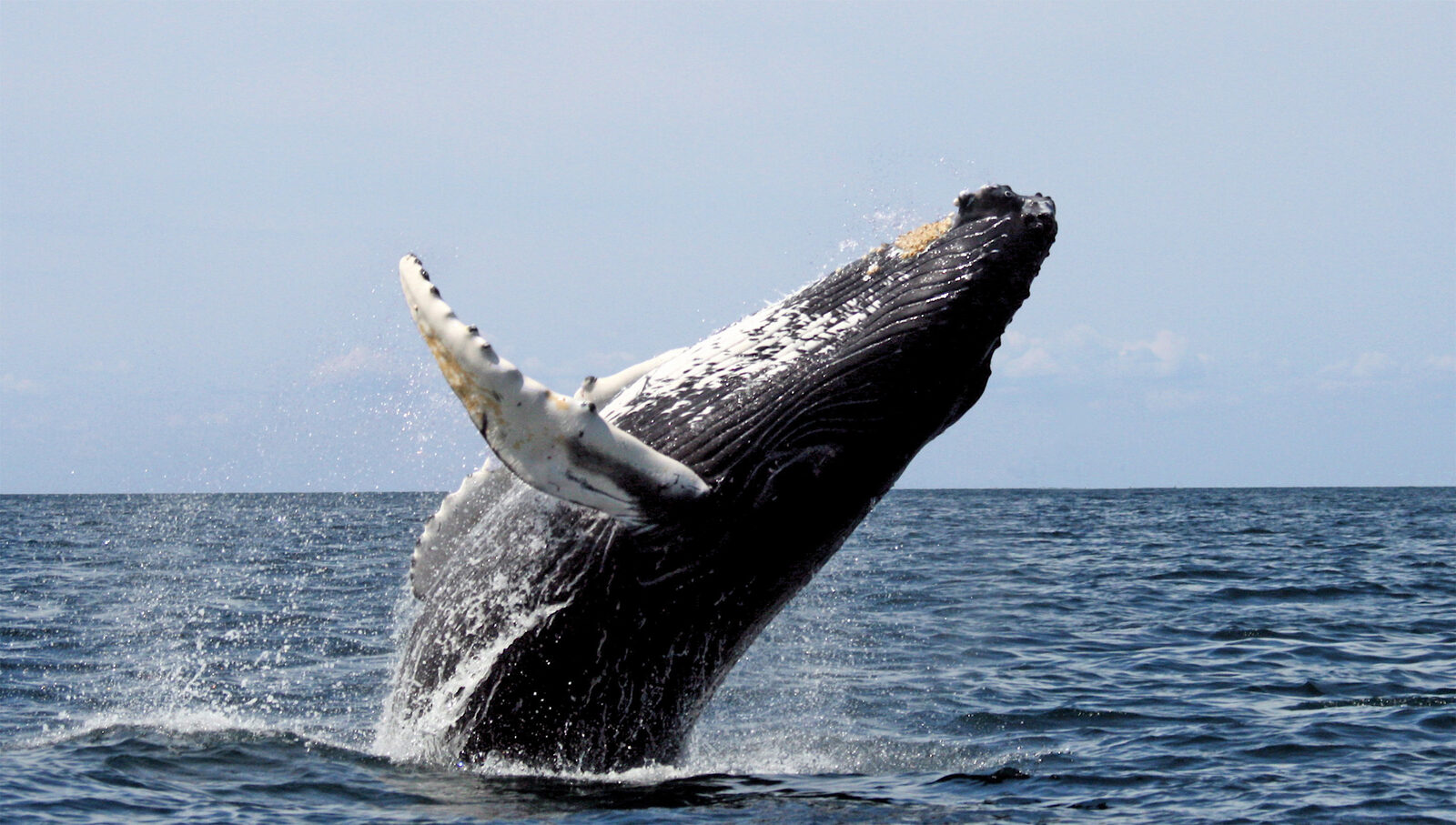 Two humpback whales link Australia and Brazil across 15,100 km