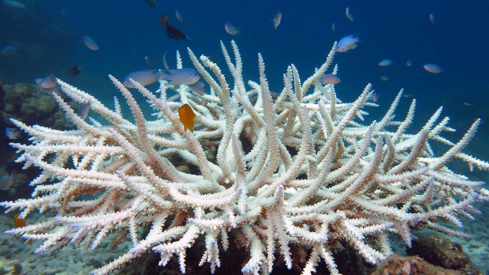 NOAA confirms end of Fourth Global Coral Bleaching Event: 84% of world's reefs hit in 26-month run