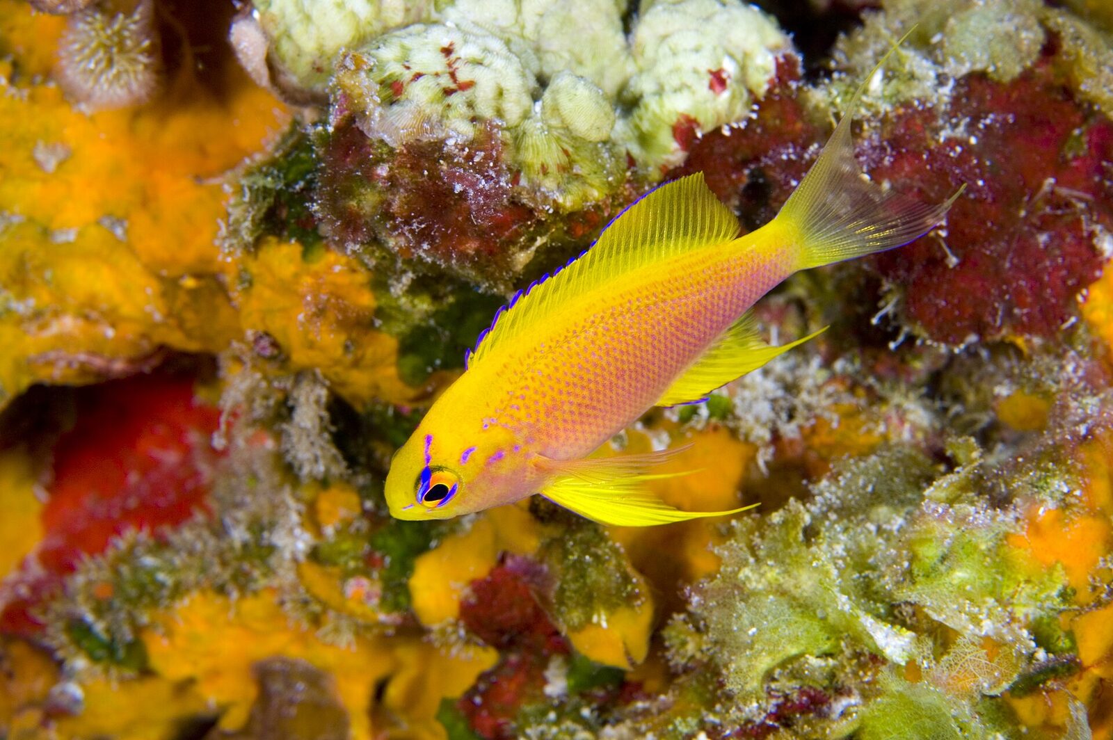 Trump opens 500,000 sq mi of Pacific marine monuments to commercial fishing; lawsuits ready