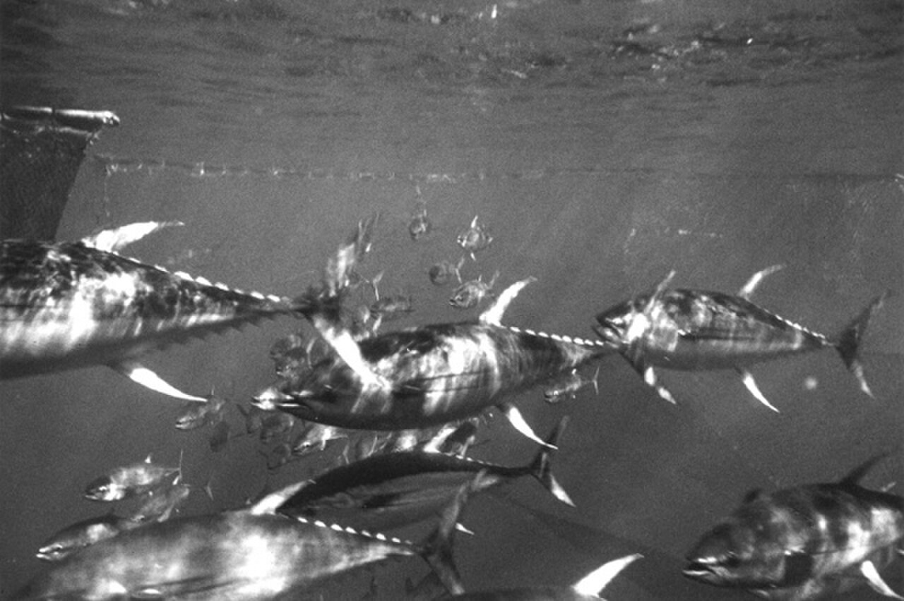 NOAA details new Pacific monument fishing access, raising fresh questions for protected oceans