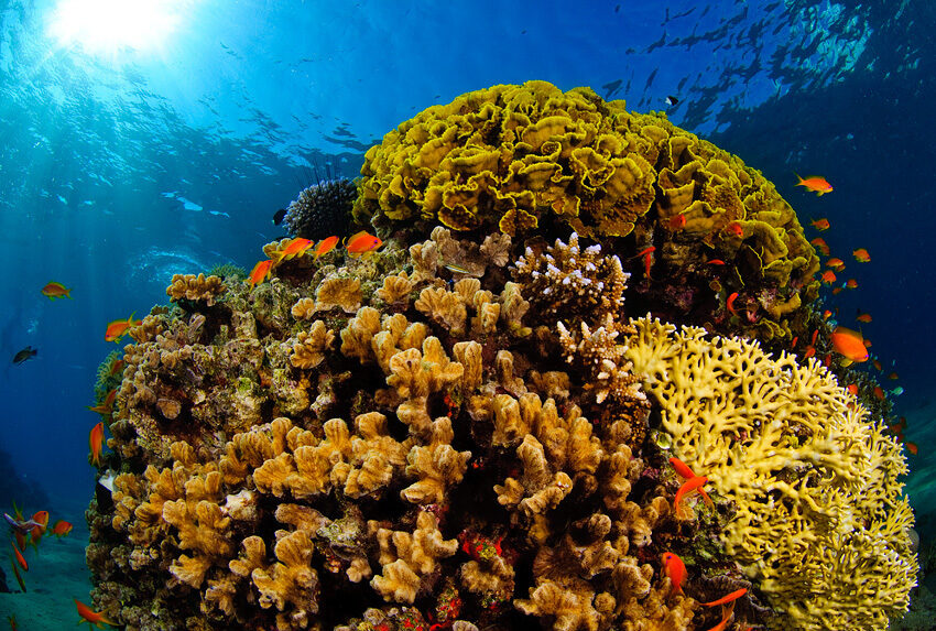 Reef mapping is becoming an investable dataset — as scientists listen for coral “hotspots”