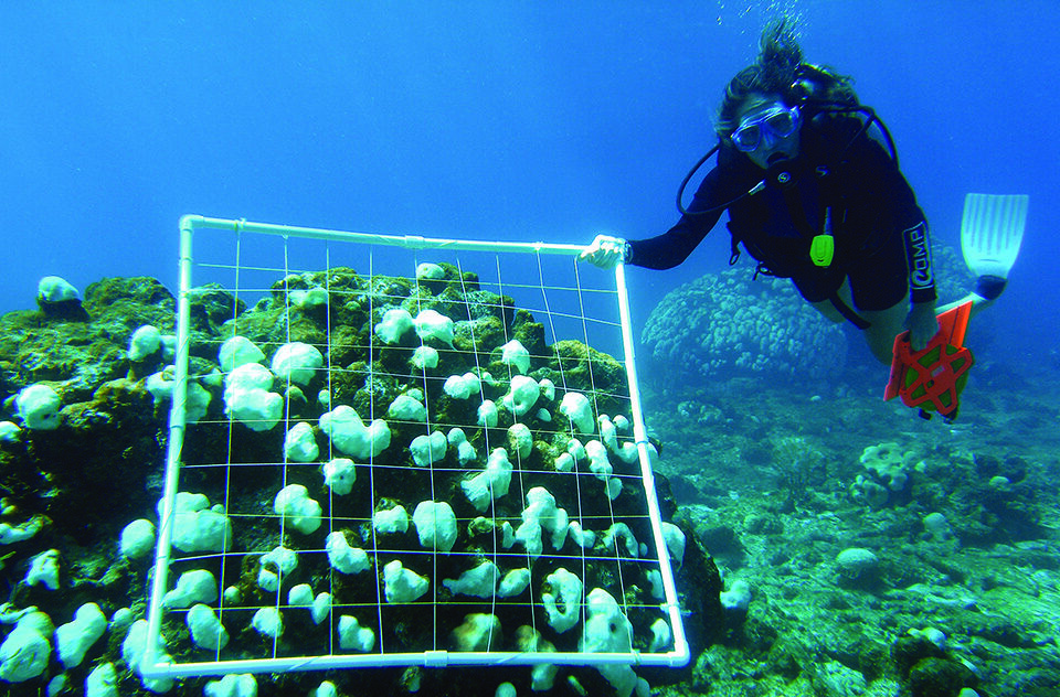 Marine Heatwaves Are Becoming a Year-Round Risk for Coral Reefs