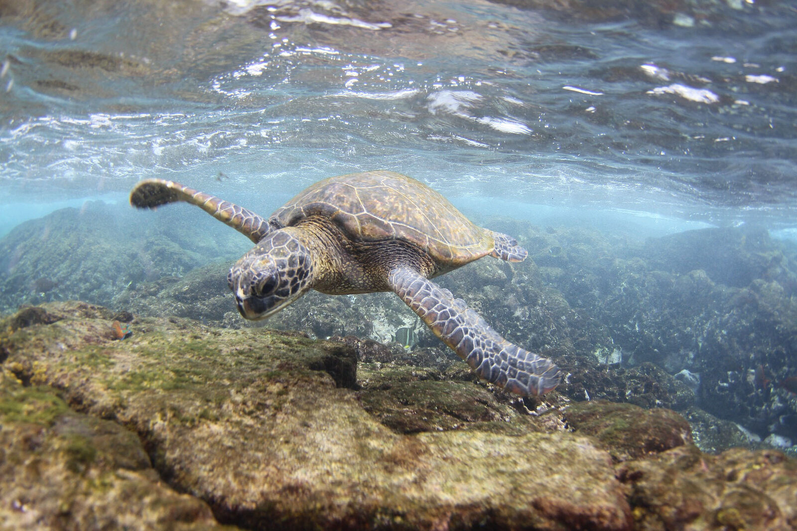 U.S. Rule Change Narrows Habitat-Based Protections Under the Endangered Species Act