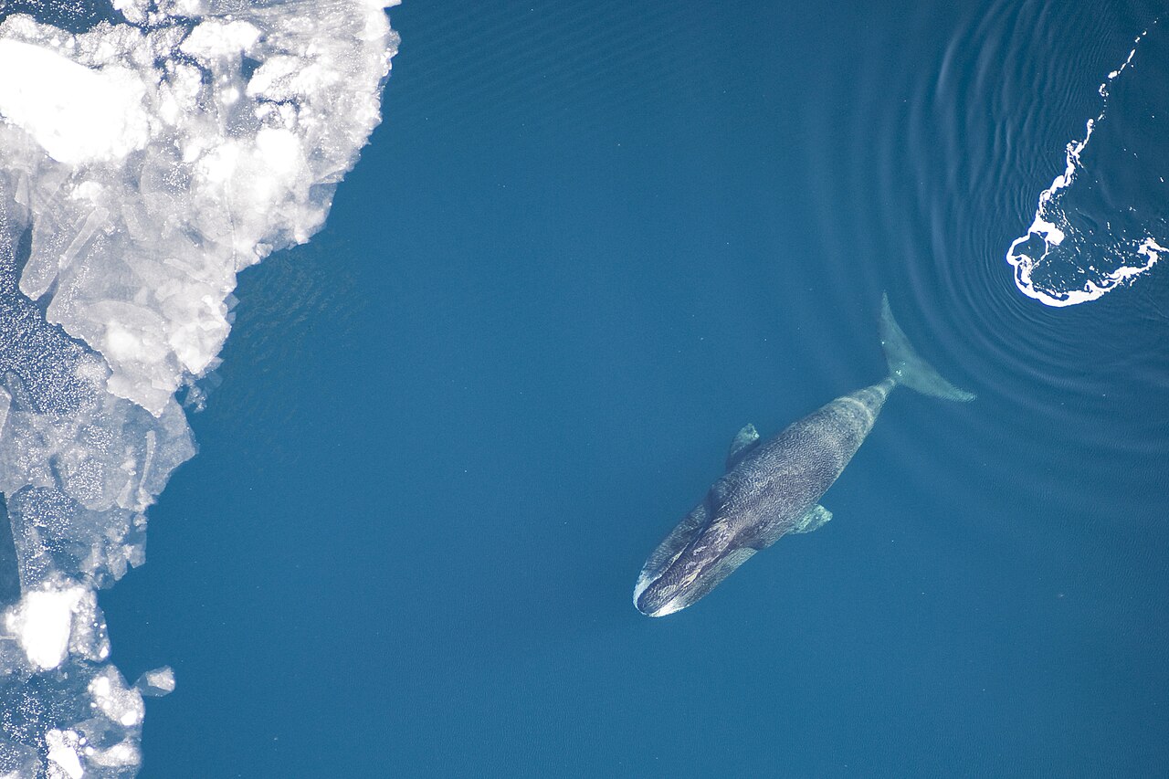 NOAA’s safer whale tag promises a longer view of ocean giants