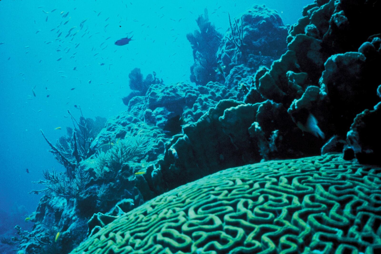 Pacific Coral Survey Turns Reef Monitoring Into a Long-Term Asset