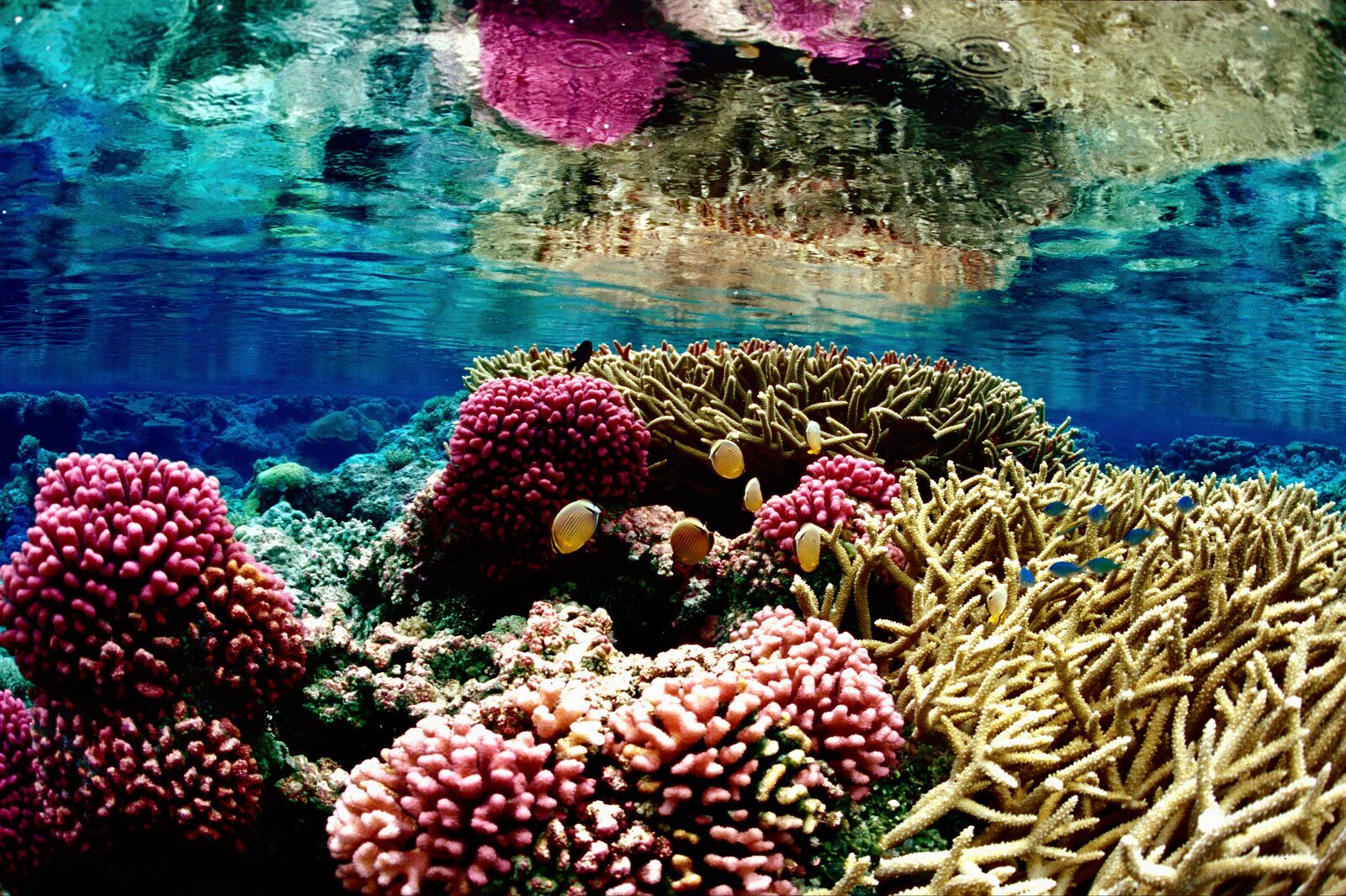44% of reef-building corals are threatened — and the tally stops at 2020