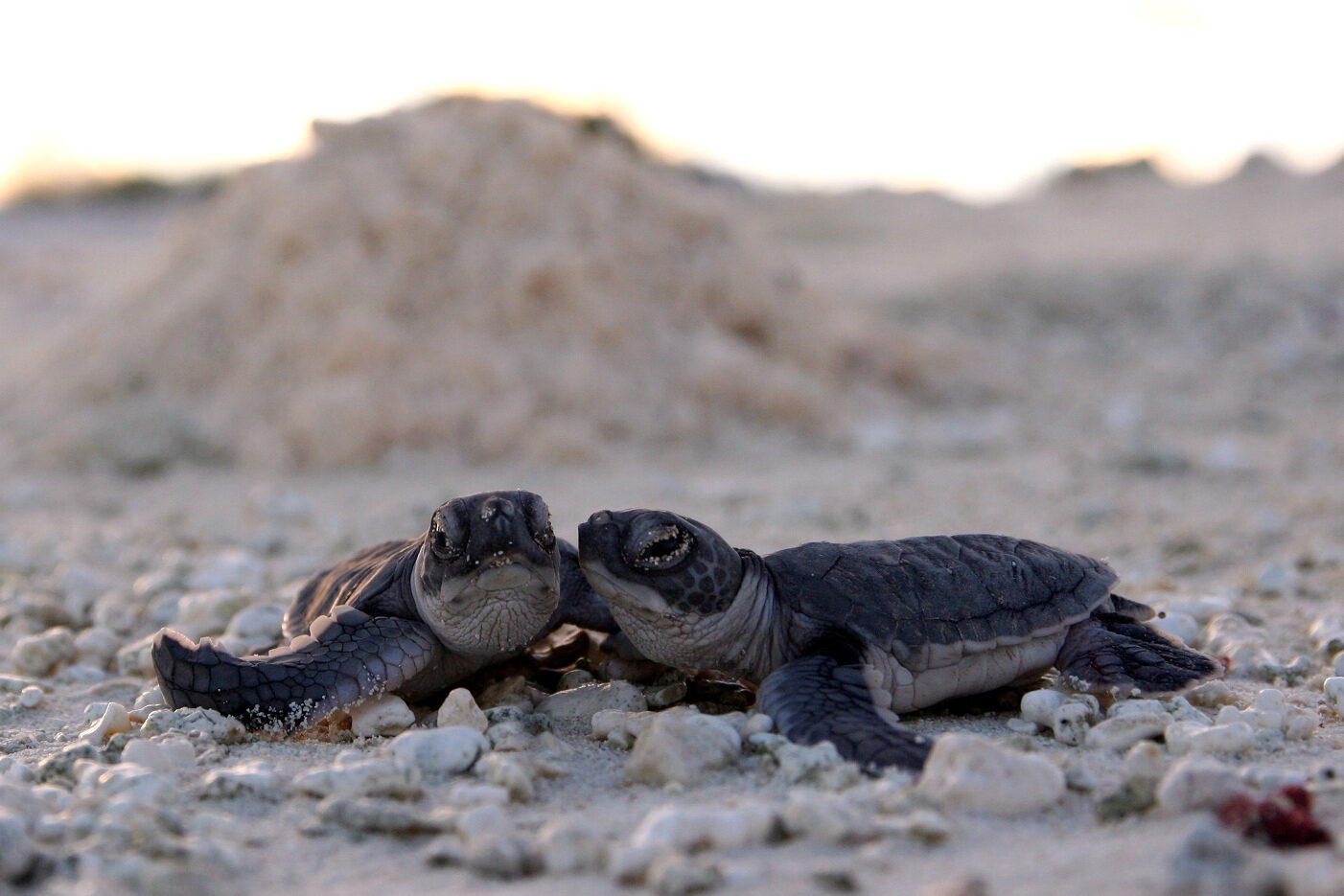 As COP17 opens, ocean protection’s 30-by-30 target faces a delivery test