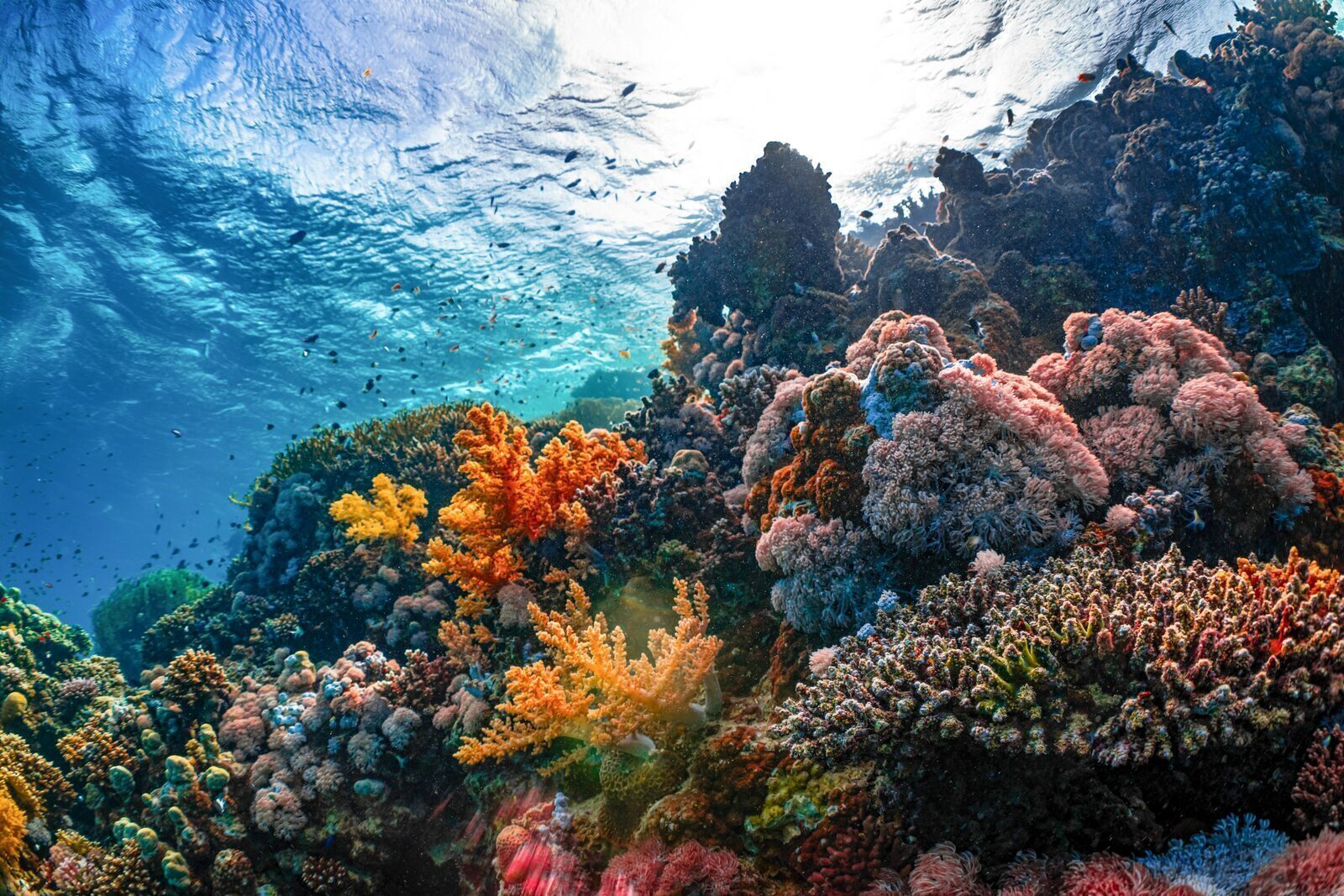 Ten Percent of the Ocean Is Now Protected